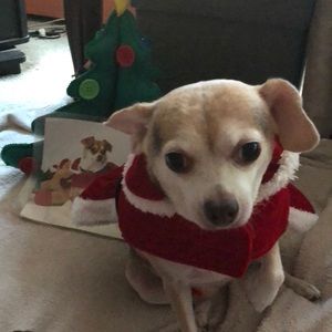 Dog Xmas Mrs. Claus 🤶 plush Xmas dress.